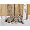 Image 1 : Bobcat Full Body Taxidermy Mount