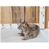 Image 2 : Bobcat Full Body Taxidermy Mount