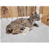 Image 3 : Bobcat Full Body Taxidermy Mount