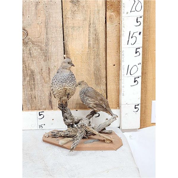 Pair Of Blue Scale Quail Full Body Bird Taxidermy
