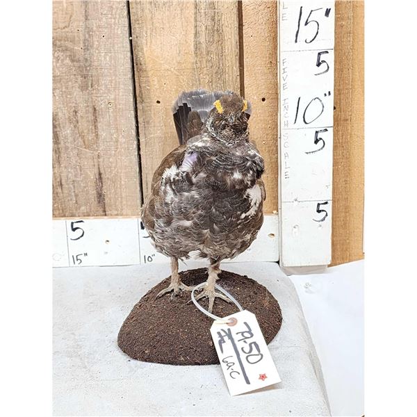Dusky Grouse Full Body Bird Taxidermy