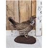 Image 2 : Dusky Grouse Full Body Bird Taxidermy