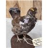 Image 3 : Dusky Grouse Full Body Bird Taxidermy