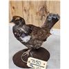 Image 4 : Dusky Grouse Full Body Bird Taxidermy