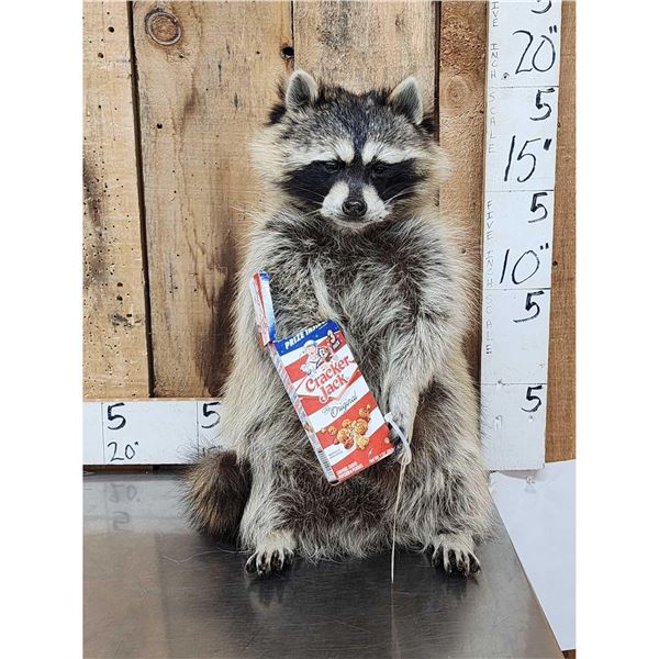 Raccoon Eating Cracker Jacks Taxidermy Mount