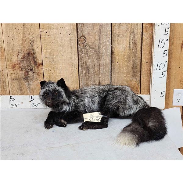 Silver Fox Full Body Taxidermy Mount