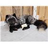 Image 2 : Silver Fox Full Body Taxidermy Mount