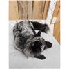 Image 4 : Silver Fox Full Body Taxidermy Mount