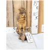 Image 1 : Fox Squirrel Eating A Nut Taxidermy