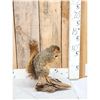Image 2 : Fox Squirrel Eating A Nut Taxidermy