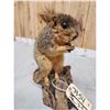 Image 3 : Fox Squirrel Eating A Nut Taxidermy