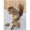 Image 4 : Fox Squirrel Eating A Nut Taxidermy