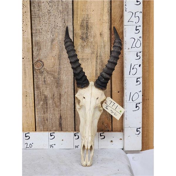 African Topi Skull Taxidermy