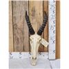 Image 1 : African Topi Skull Taxidermy