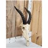 Image 2 : African Topi Skull Taxidermy