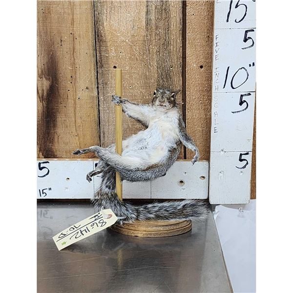 Squirrel On A Stripper Pole Taxidermy