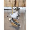 Image 3 : Squirrel On A Stripper Pole Taxidermy