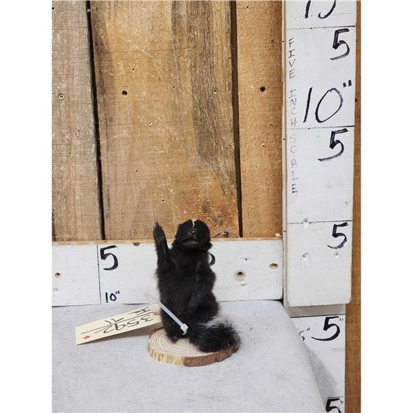 Baby Skunk Full Body Taxidermy Mount