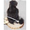 Image 2 : Baby Skunk Full Body Taxidermy Mount