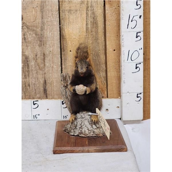 Unusual Color Phase Squirrel Full Body Taxidermy Mount