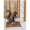 Image 2 : Unusual Color Phase Squirrel Full Body Taxidermy Mount