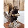 Image 3 : Unusual Color Phase Squirrel Full Body Taxidermy Mount