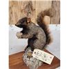 Image 4 : Unusual Color Phase Squirrel Full Body Taxidermy Mount