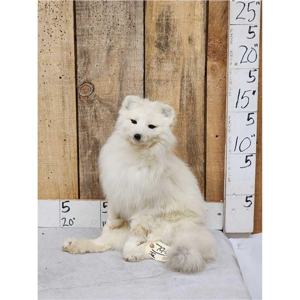 Arctic Fox Full Body Taxidermy Mount