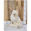 Image 1 : Arctic Fox Full Body Taxidermy Mount
