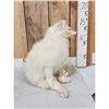 Image 2 : Arctic Fox Full Body Taxidermy Mount