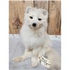 Image 3 : Arctic Fox Full Body Taxidermy Mount