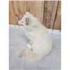 Image 4 : Arctic Fox Full Body Taxidermy Mount