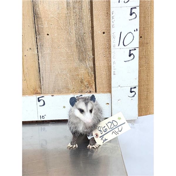 Baby Opossum Full Body Taxidermy Mount
