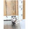 Image 1 : Baby Opossum Full Body Taxidermy Mount
