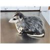 Image 3 : Baby Opossum Full Body Taxidermy Mount
