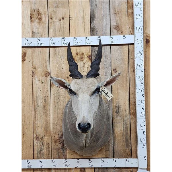African Eland Shoulder Mount Taxidermy
