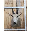 Image 1 : African Eland Shoulder Mount Taxidermy