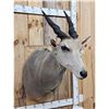 Image 2 : African Eland Shoulder Mount Taxidermy