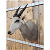 Image 3 : African Eland Shoulder Mount Taxidermy
