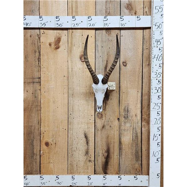 African Blesbok Skull Taxidermy