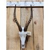 Image 2 : African Blesbok Skull Taxidermy