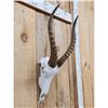 Image 3 : African Blesbok Skull Taxidermy
