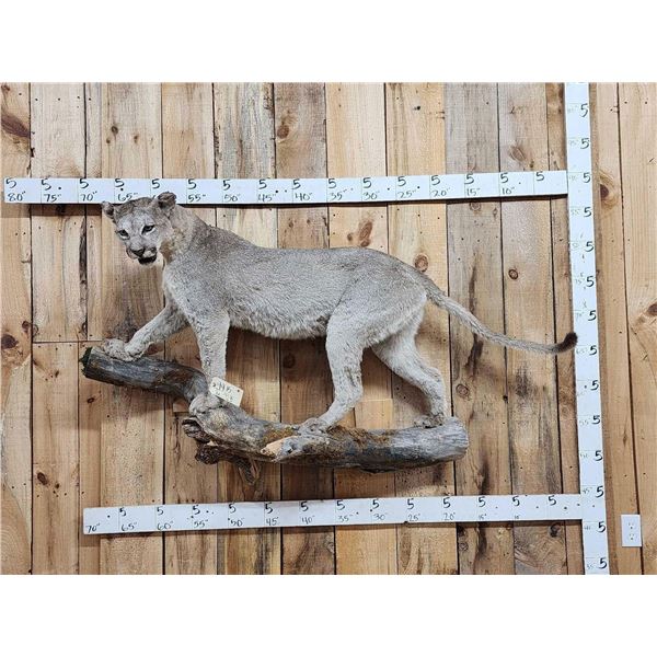 Mountain Lion Cougar Full Body Taxidermy Mount