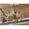 Image 10 : 8 Light Whitetail Antler Chandelier