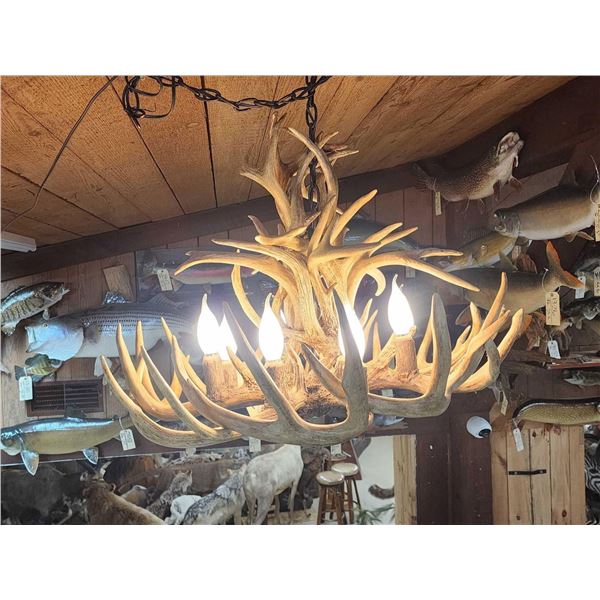 8 Light Whitetail Antler Chandelier