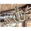 Image 2 : 8 Light Whitetail Antler Chandelier