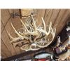 Image 4 : 8 Light Whitetail Antler Chandelier