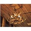 Image 5 : 8 Light Whitetail Antler Chandelier