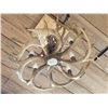 Image 8 : 8 Light Whitetail Antler Chandelier