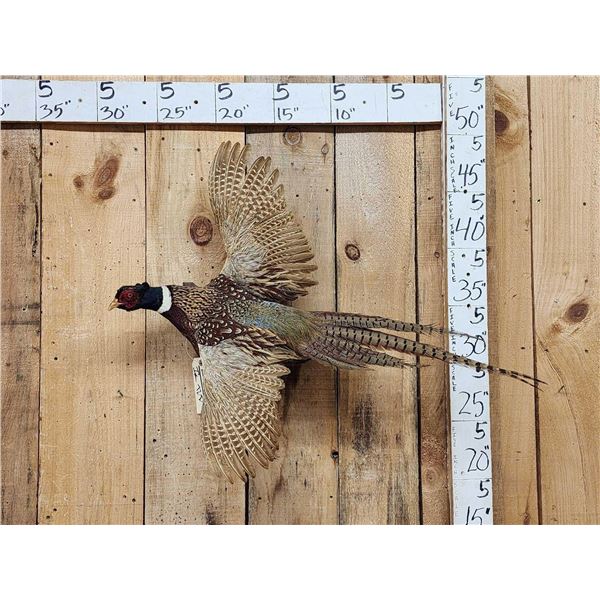 Ringneck Pheasant In Flight Bird Taxidermy
